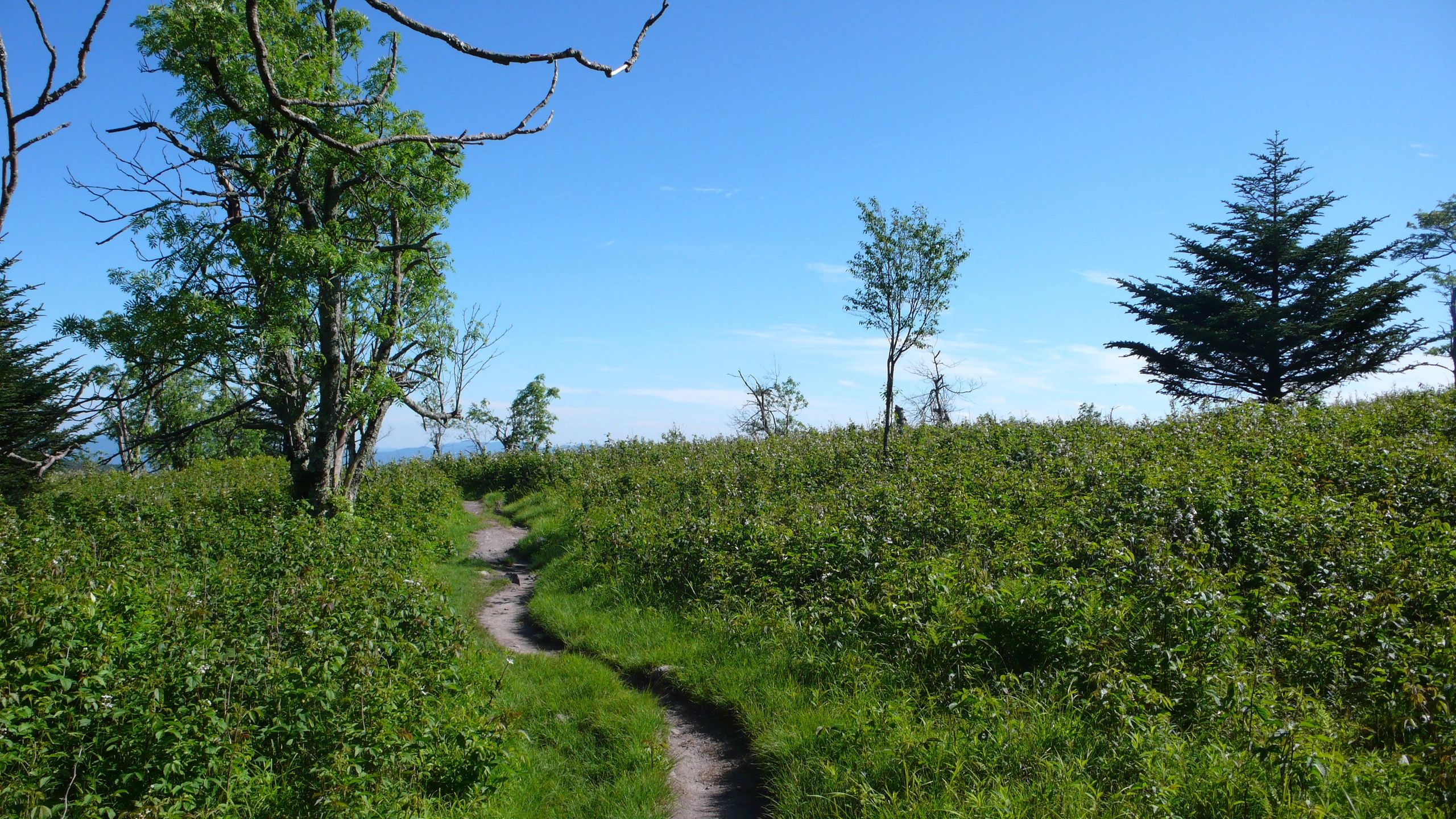 Appalachian_Trail.jpg