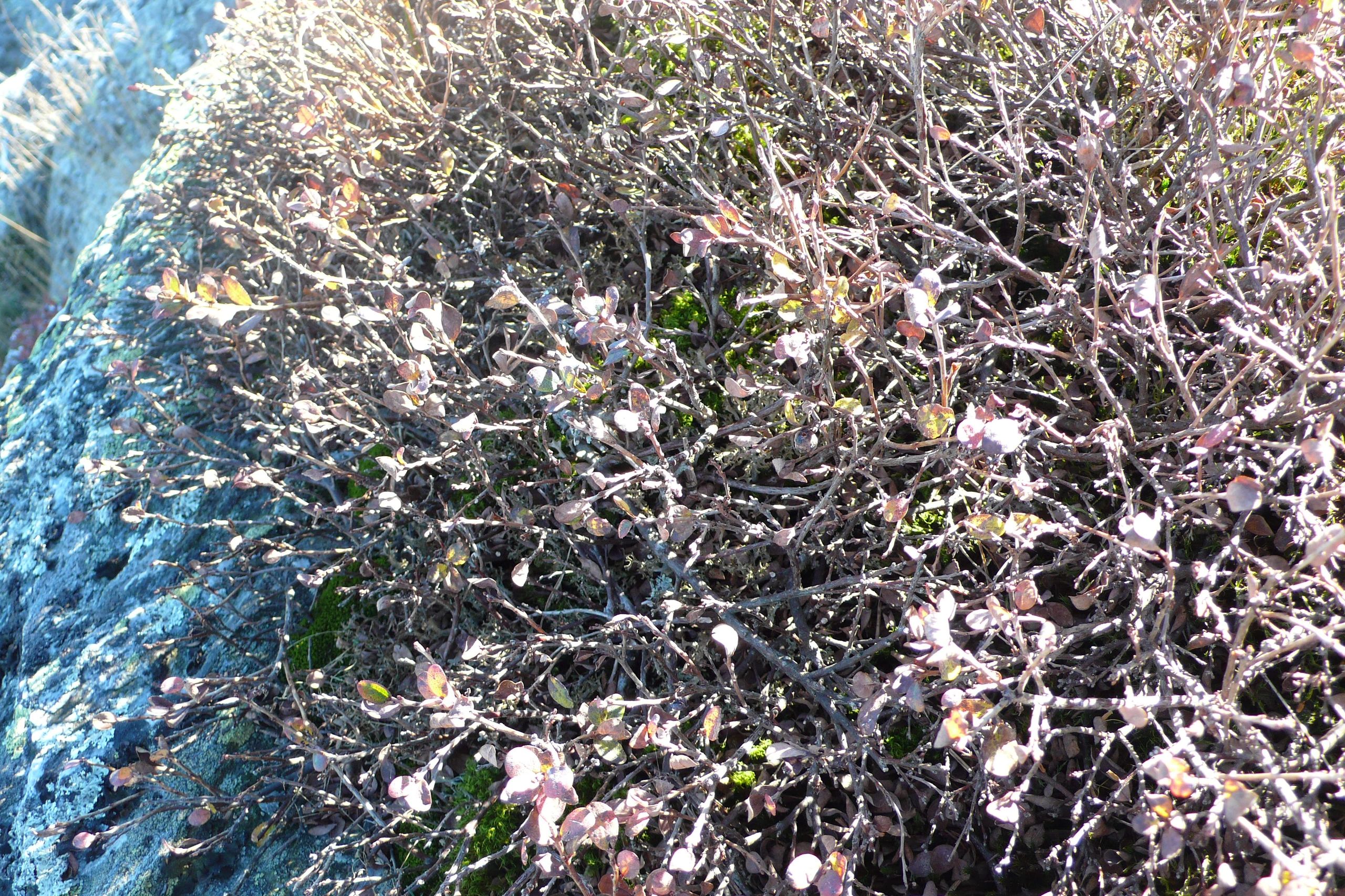 P1000845.JPG