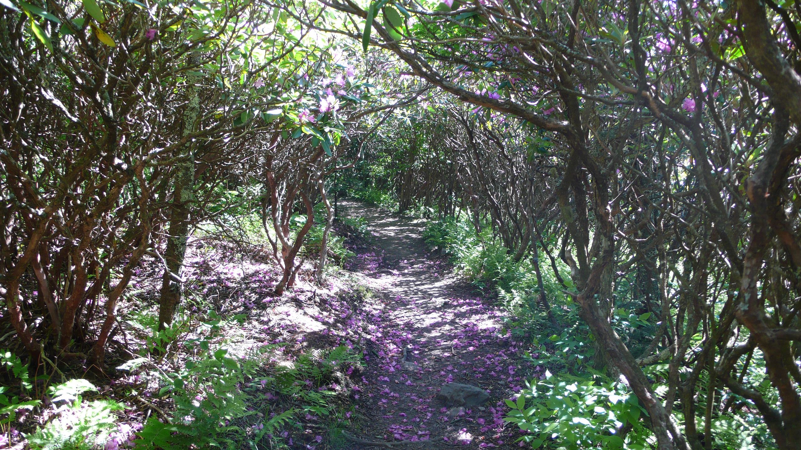 Rhododendron_tunnel_on_AT.jpg
