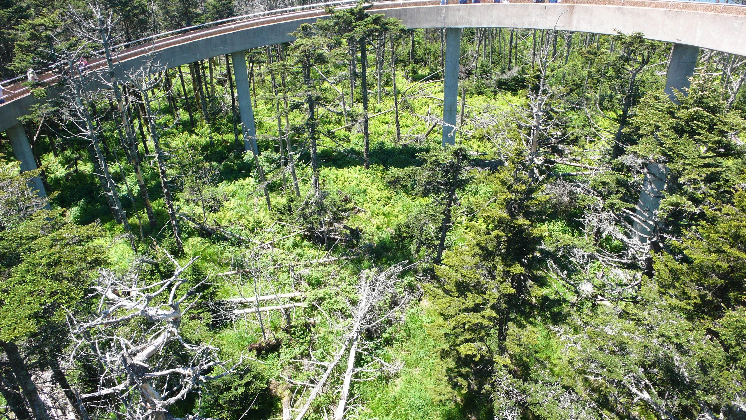 dead_trees.jpg