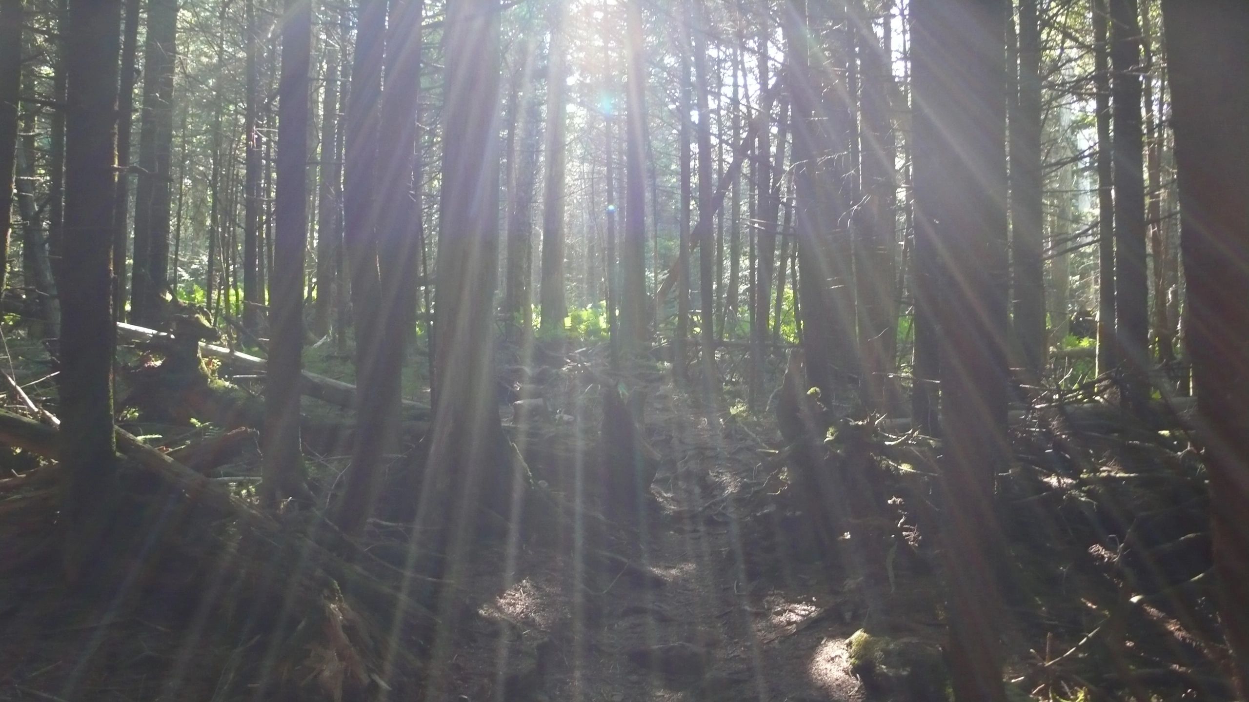 in_woods_near_summit.jpg