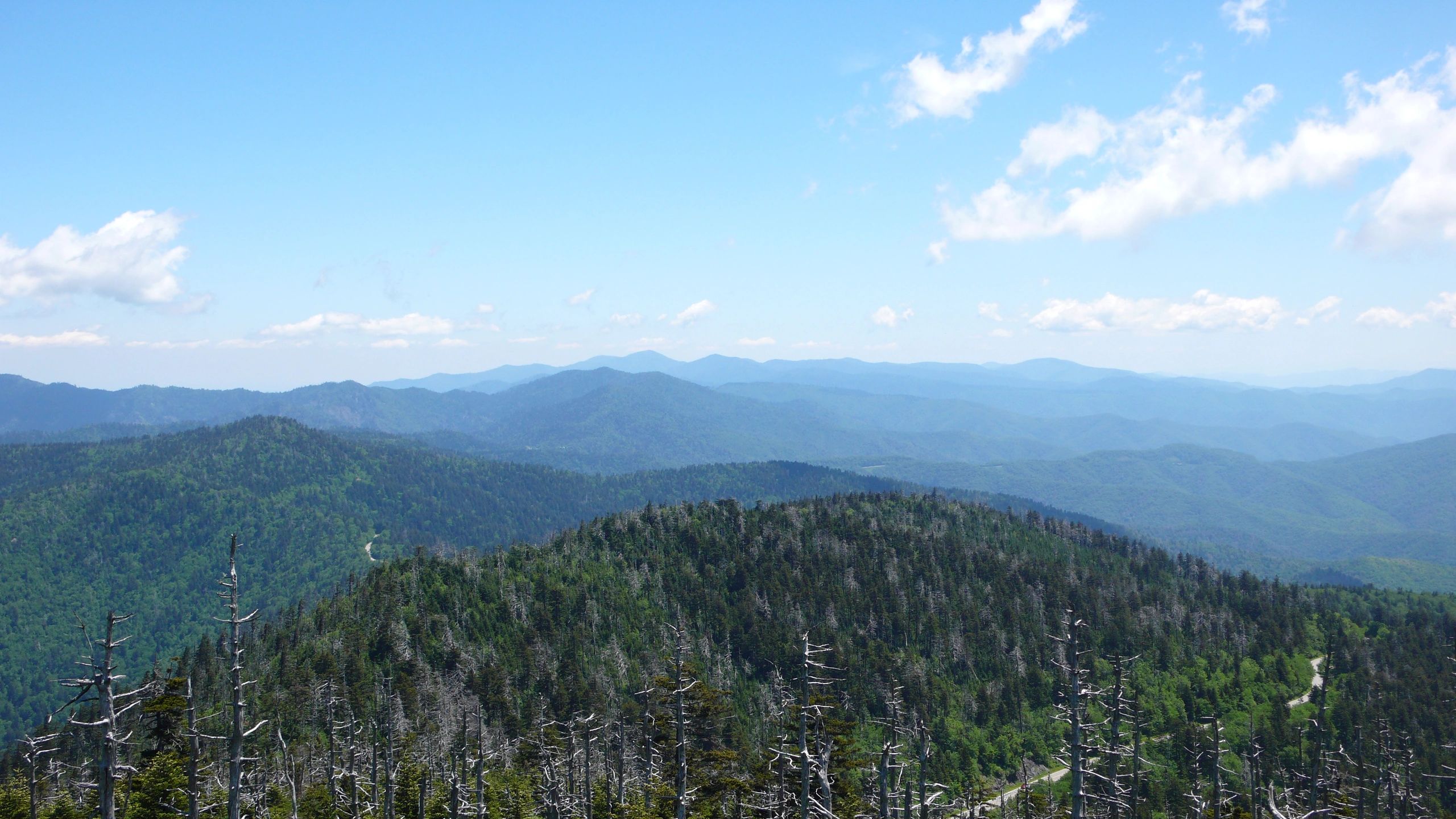 more_dead_trees_and_Smoky_Mtns.jpg
