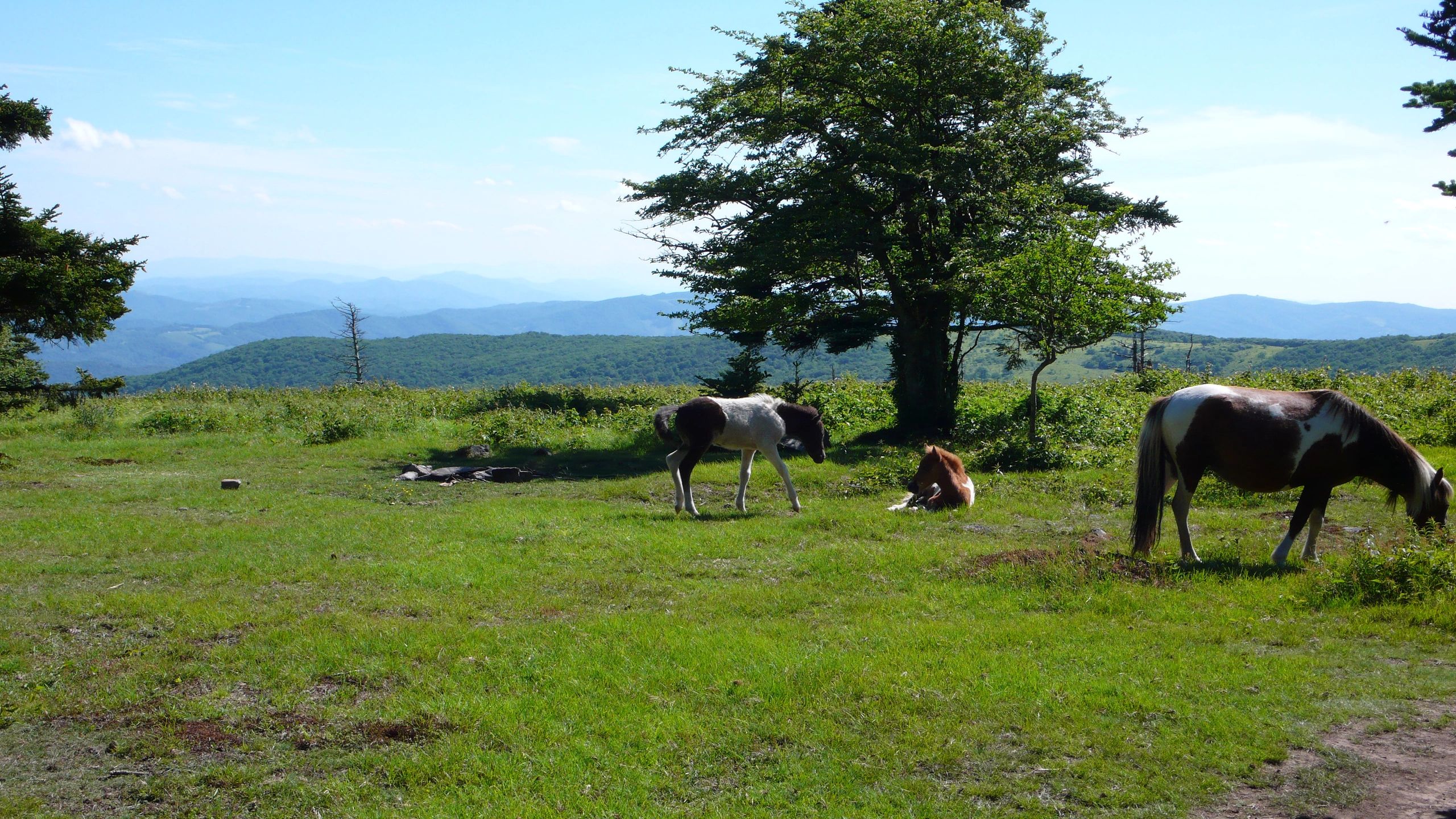 more_wild_ponies.jpg