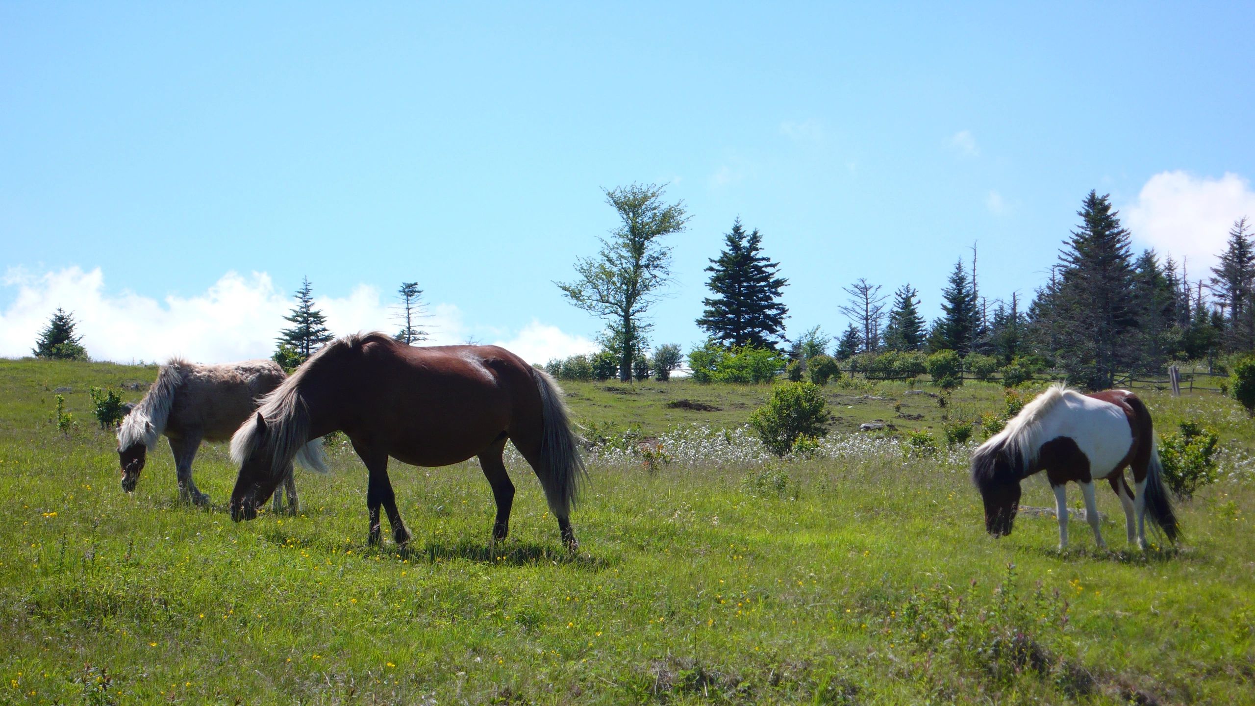 wild_ponies.jpg
