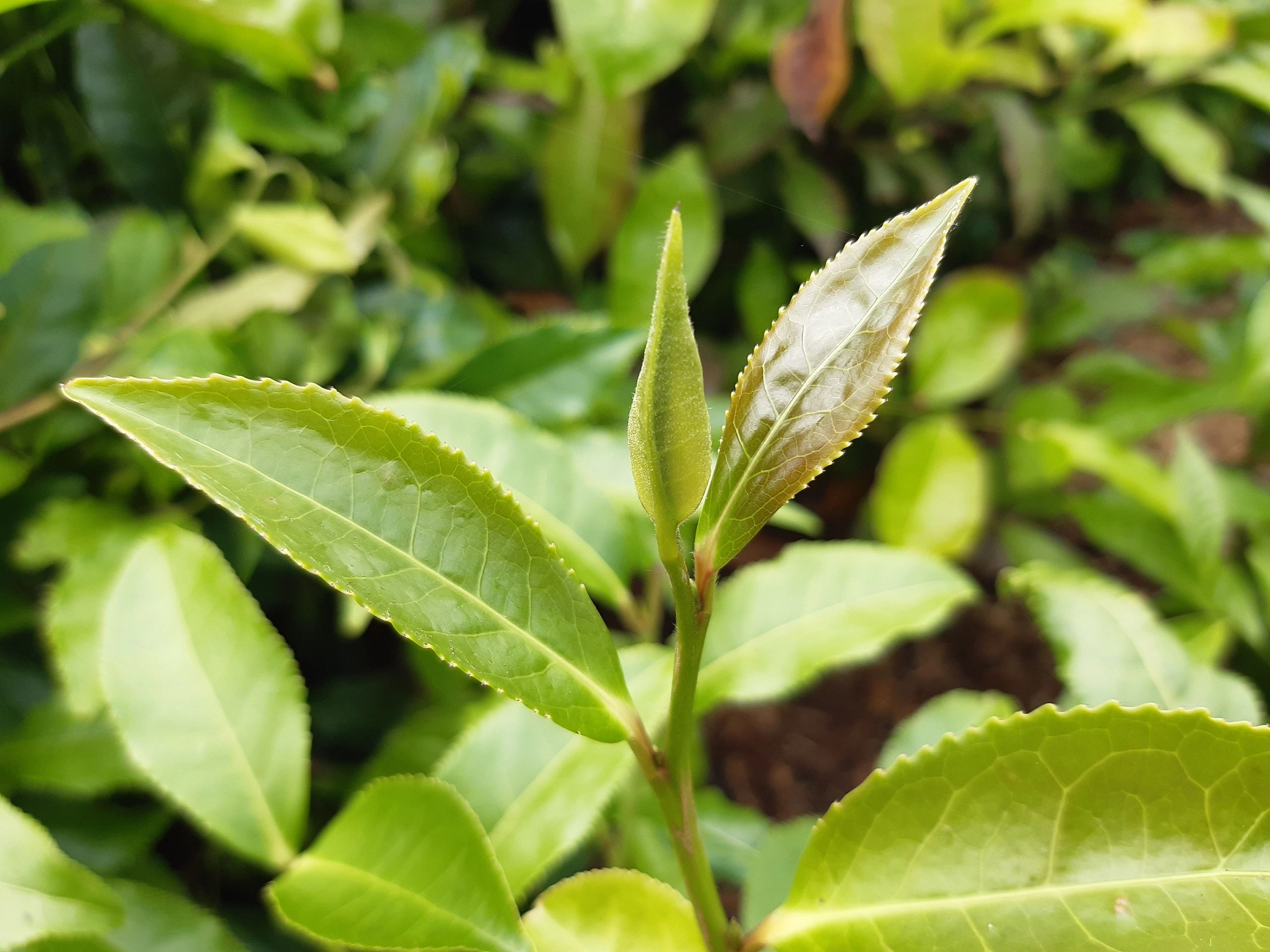 A Visit To Peterston Tea Estate