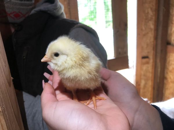 New babies are always a highlight of Spring at Harbor Acres.