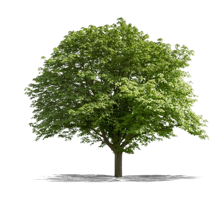 Young Oak Capital Partners Young Oak Capital Partners