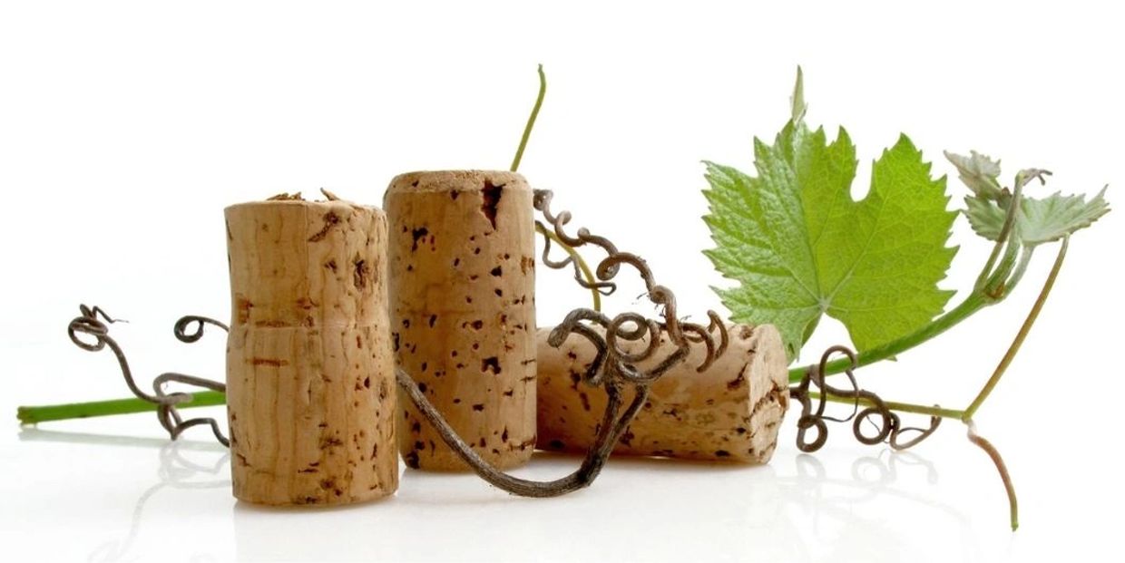 Wine bottle corks entangled with a piece of grape vine and grape leaves