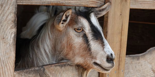 A goat looking through a wooden fence with a calm expression.
