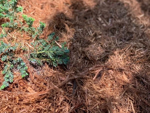 pine bark mulch