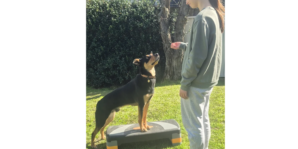 A dog standing on a step platform looking up at a person holding a treat.