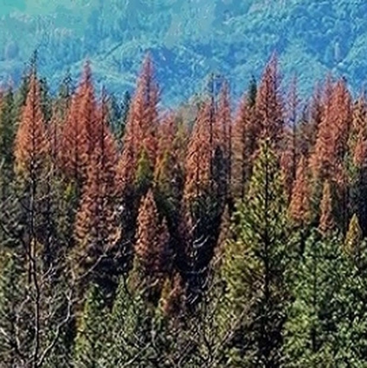 WUI Fuel Reduction Whispering Woods Estates