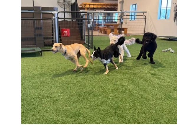 Four dogs playing and running on artificial grass indoors.