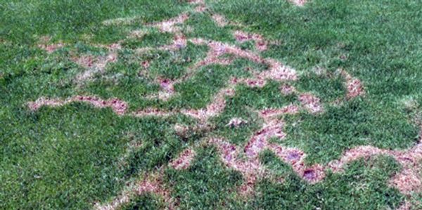 Example of a lawn damaged by mole runs