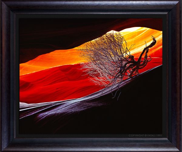 BURNING BUSH
