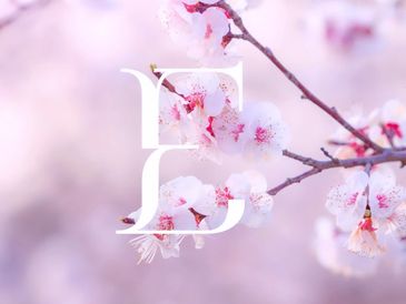 Pink cherry blossoms on tree branches.