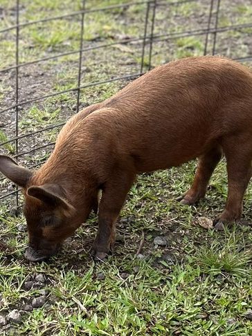 3 Healthy female Yorkshire/Duroc pig, approximately 40 lbs + pounds. Great for breeding or growing o