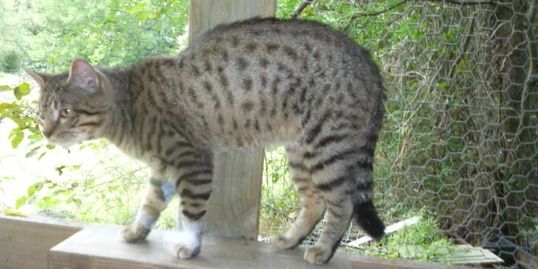 Texas Bengal and Exotic Cat Rescue and Behavioral Assistance