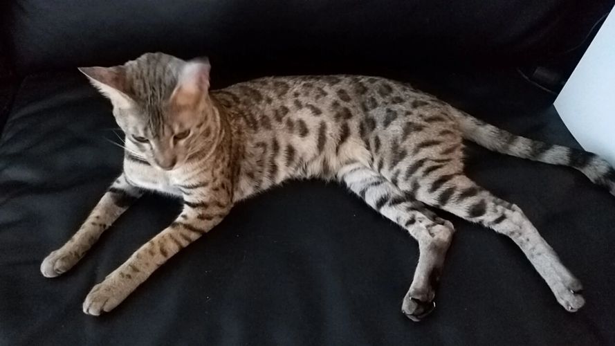 Bengal Cat Rescue Houston