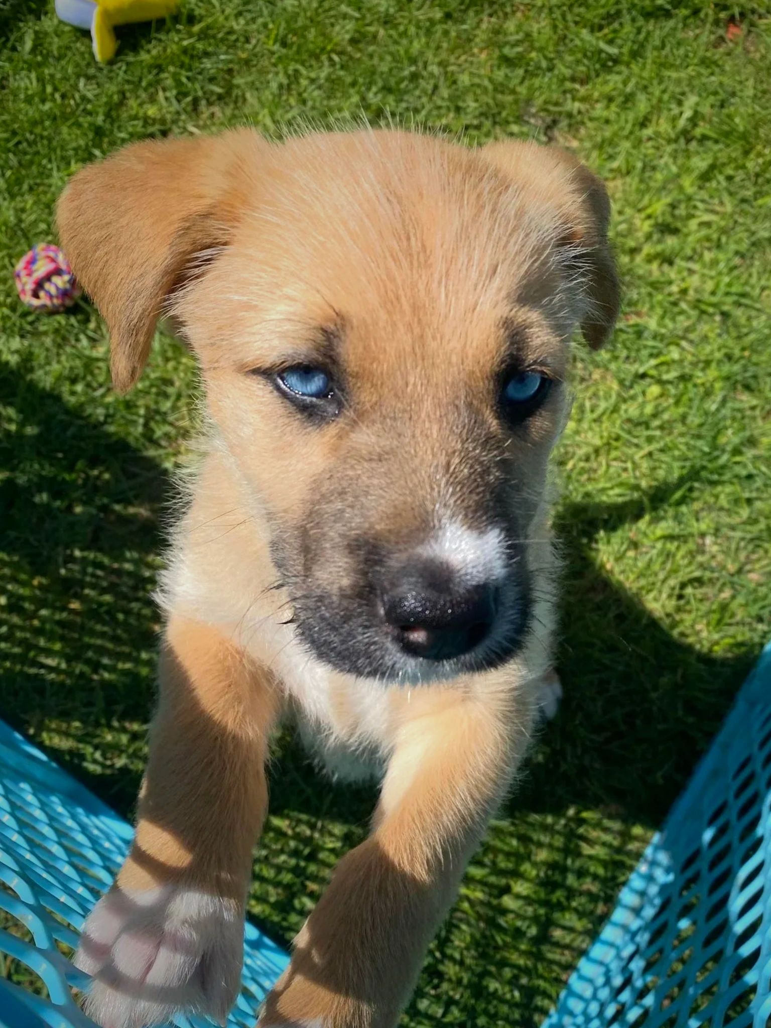 adopt