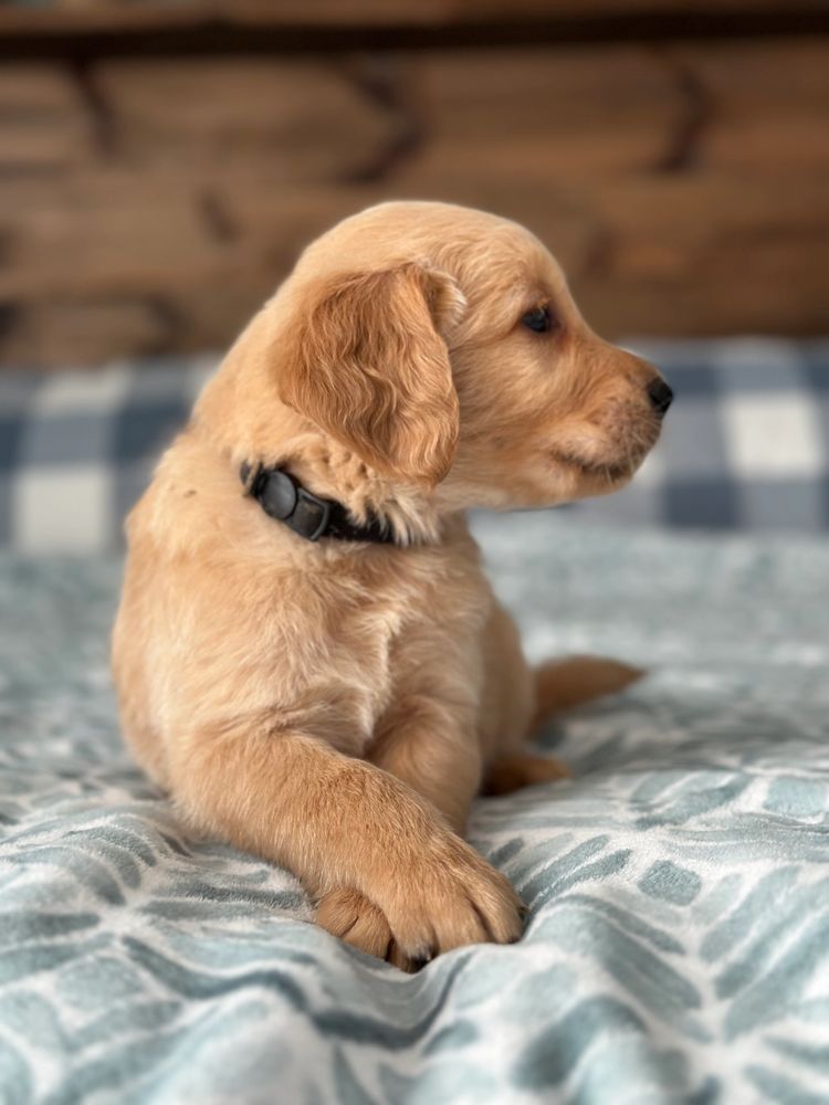 Purina pro plan for golden retrievers sales