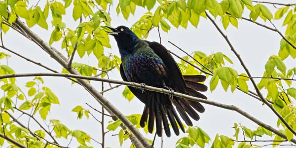 A blackbird with iridescent feathers perched on a tree branch.