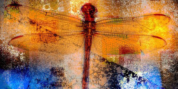 Dragonfly1