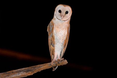 Barn Owl, OWL, Indian Owl Species