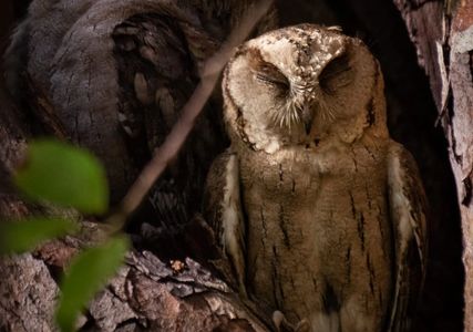 Collared Scops Owl, International Owl Awareness Day, Indian Owl Species