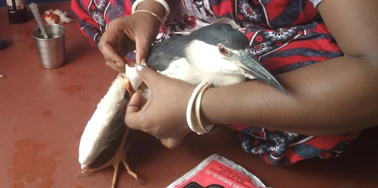 Bird Rescue Helpline in West Bengal, Mukto Bihongo, BIRD RESCUE NGO, Treatment of Birds and wildlife