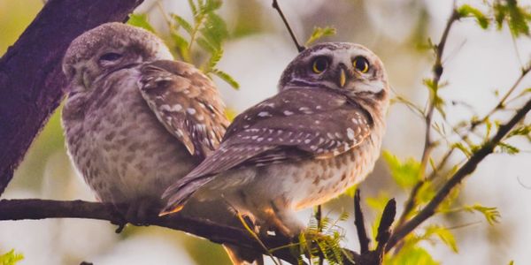 Spotted Owlet, Indian Owls, Indian Owl Species, Conservation of OWls,  International Owl awareness