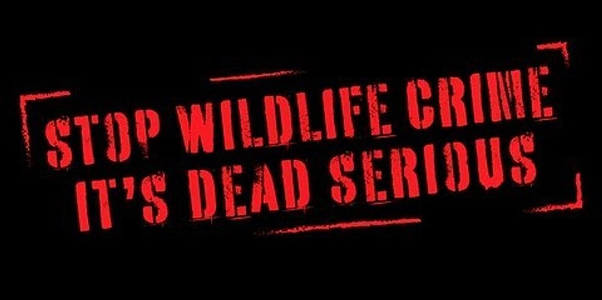 Wildlife Crime, Wildlife Crime Control, Say no to wildlife crime, Bonyo India Foundation, 