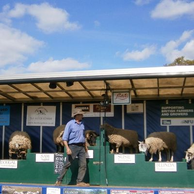 Sheep Show