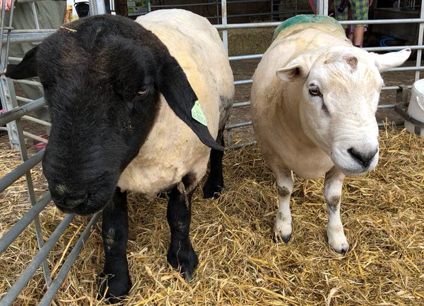 Sheep