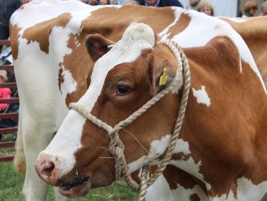 🐄 Top UK Country Shows to Visit in August 2025