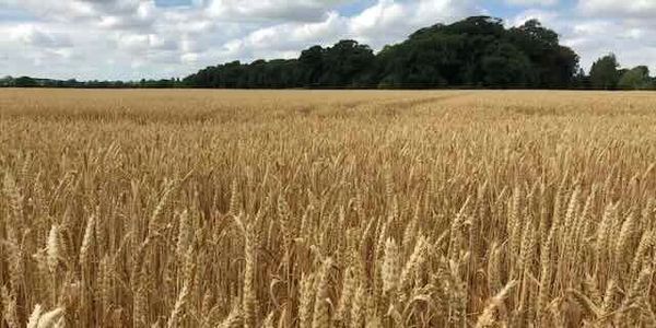 A field of golden wheat ready for harvest, with a line of green trees in the distance under a partly