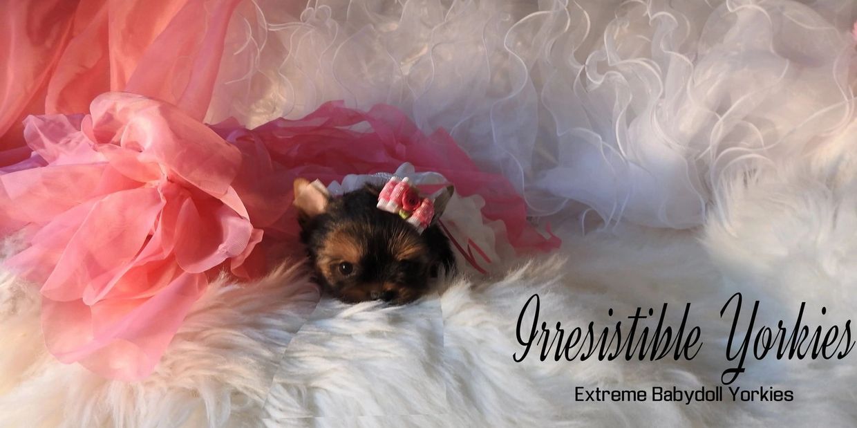 Extreme Baby Doll Yorkies - Baby Doll Yorkie - Yorkie in Maryland