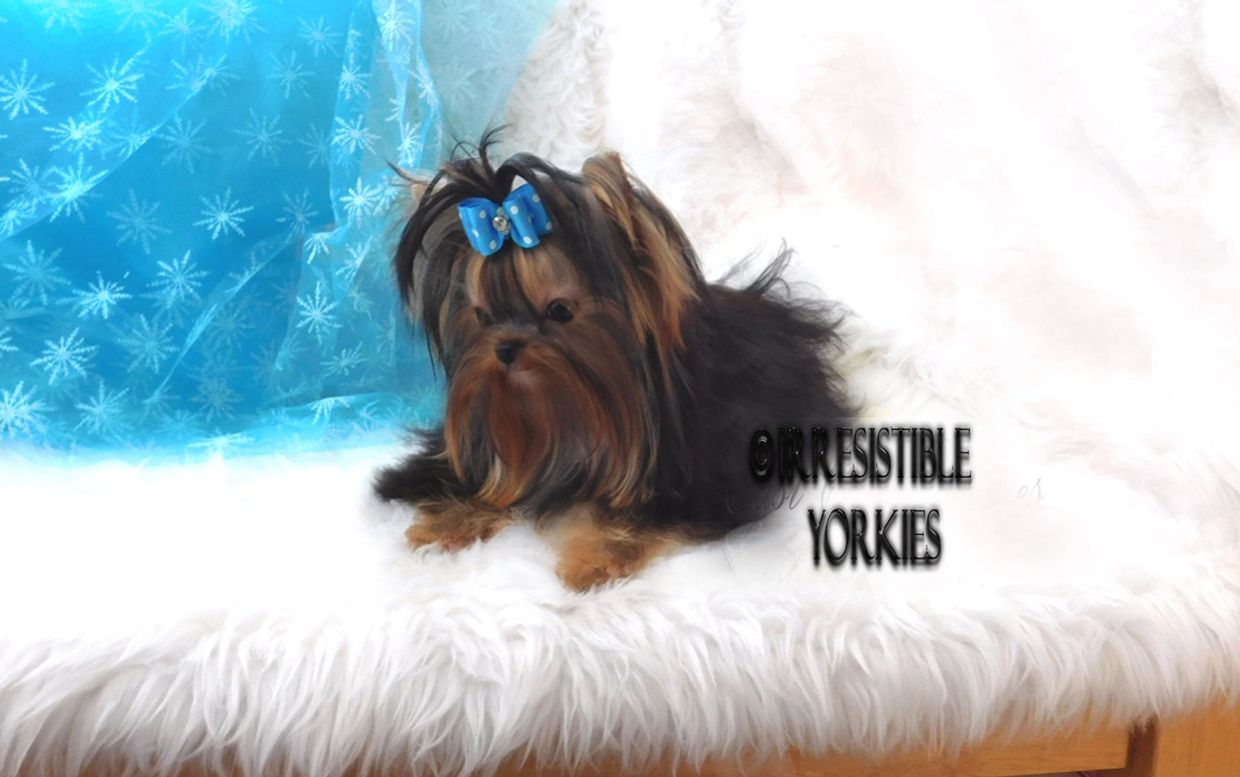 Extreme Baby Doll Yorkies, Extreme Baby Doll Yorkie, Yorkie in Maryland, Micro Tiny, Teacup Yorkie
