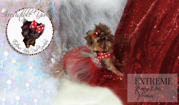 Extreme Baby Doll Yorkies, Extreme Baby Doll Yorkie, Yorkie in Maryland, Micro Tiny, Teacup Yorkie