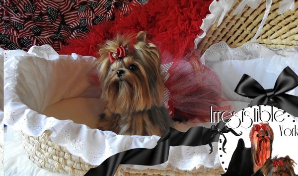 Extreme Baby Doll Yorkies, Extreme Baby Doll Yorkie, Yorkie in Maryland, Micro Tiny, Teacup Yorkie