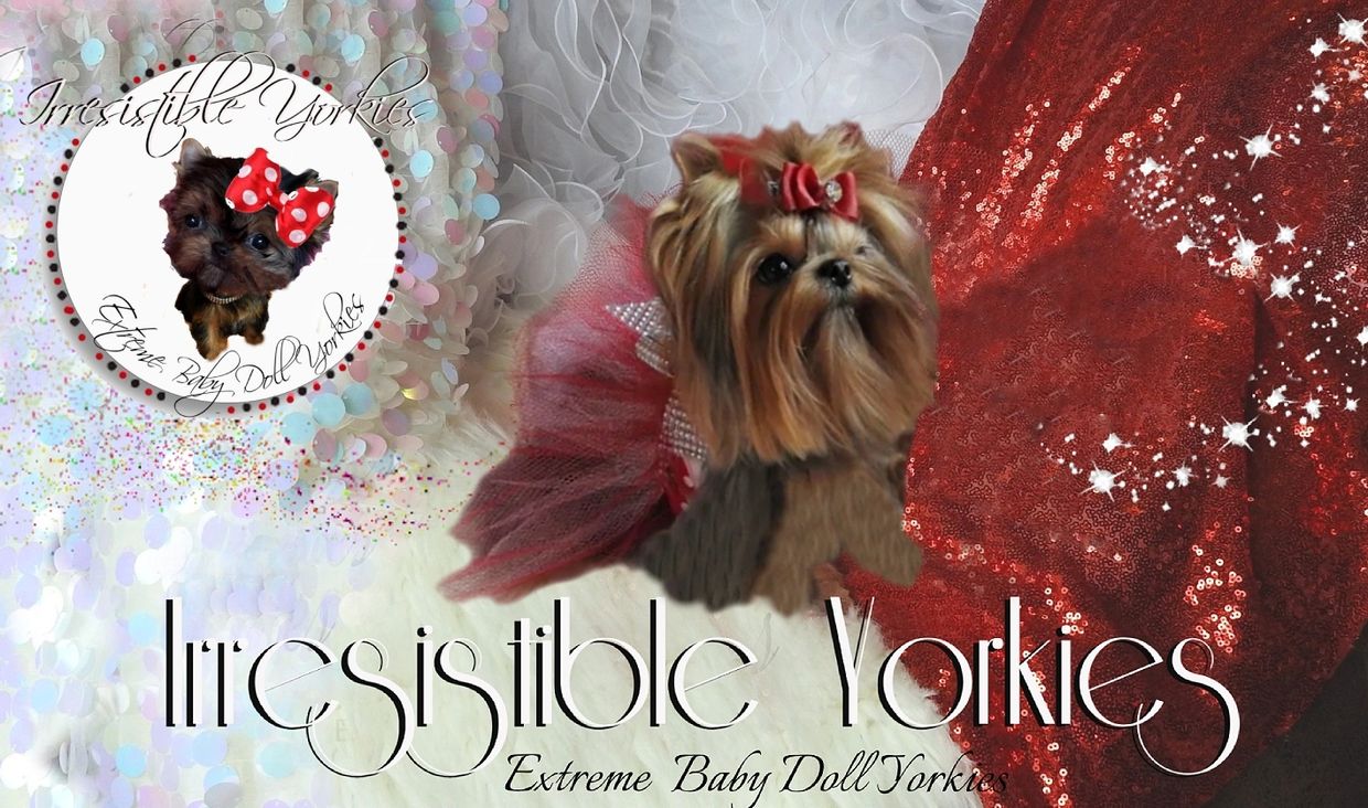 Extreme Baby Doll Yorkies, Extreme Baby Doll Yorkie, Yorkie in Maryland, Micro Tiny, Teacup Yorkie