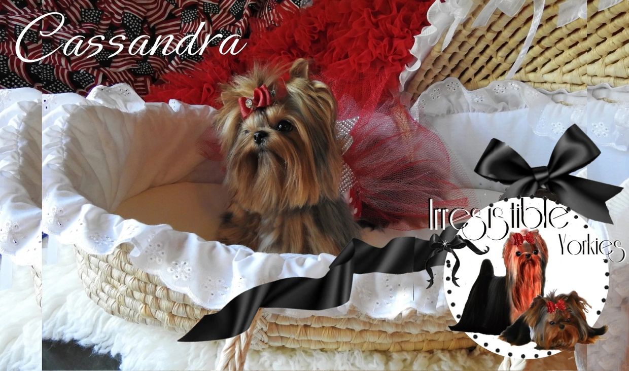 Extreme Baby Doll Yorkies, Extreme Baby Doll Yorkie, Yorkie in Maryland, Micro Tiny, Teacup Yorkie