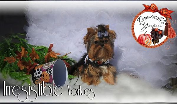 Extreme Baby Doll Yorkies, Extreme Baby Doll Yorkie, Yorkie in Maryland, Micro Tiny, Teacup Yorkie
