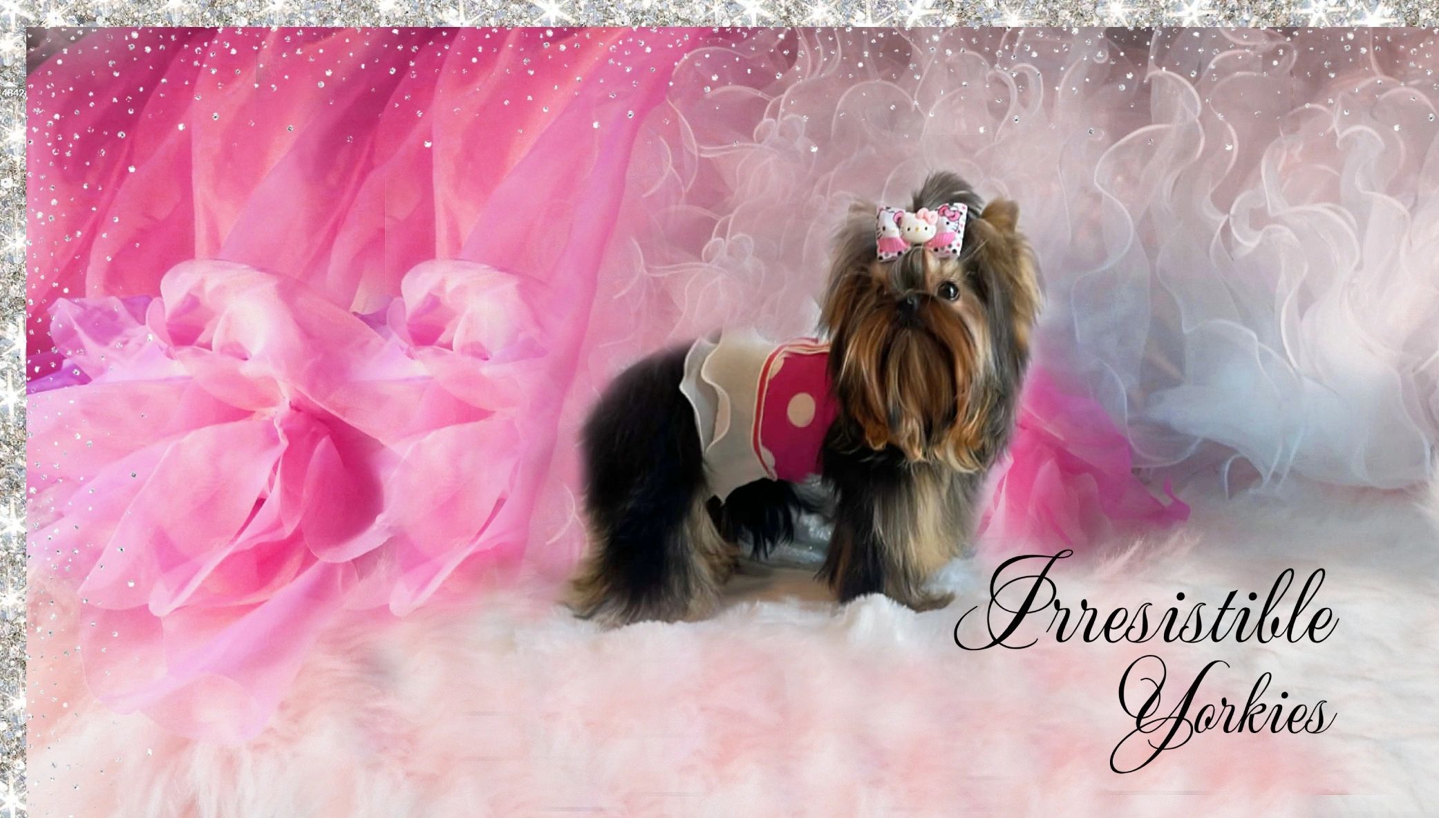 Extreme Baby Doll Yorkies, Baby Face Yorkie, Yorkie in Maryland, #1 Repeat Customers, Tiny Yorkie 