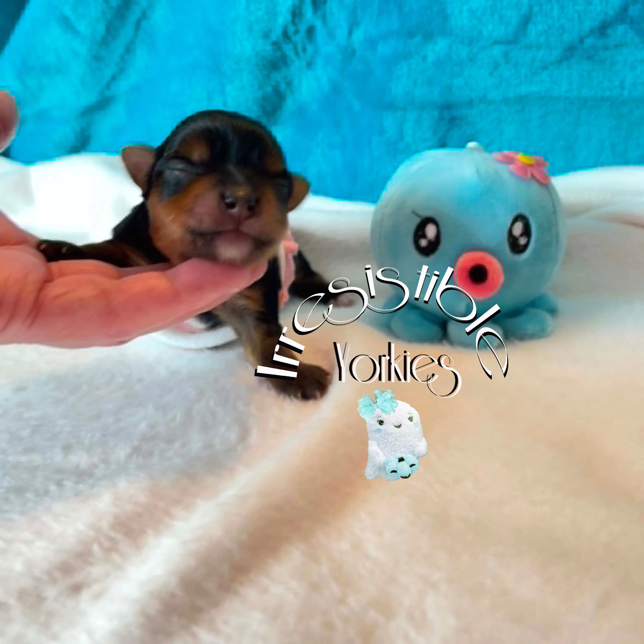 Extreme Baby Doll Yorkies, Extreme, Baby Doll Yorkie, Yorkie in Maryland, #1 Repeat Customers in USA