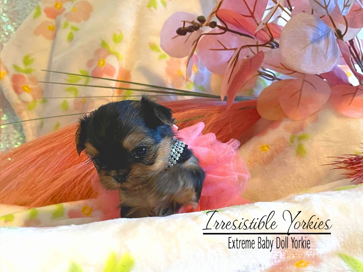 Extreme Baby Doll Yorkies, Extreme Babydoll Yorkie, Baby Doll Yorkie, Yorkie in MD, Teacup Yorkie 