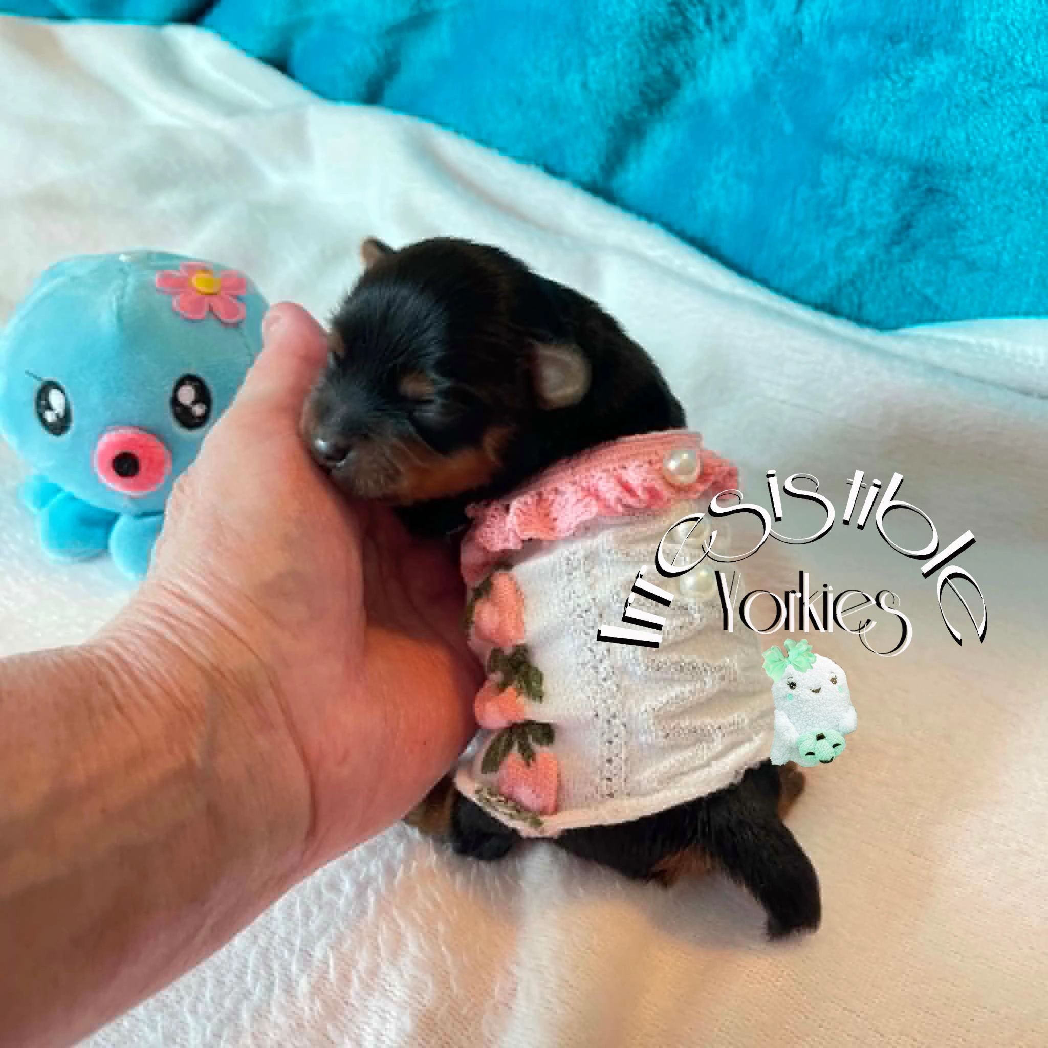 Extreme Baby Doll Yorkies, Extreme, Baby Doll Yorkie, Yorkie in Maryland, #1 Repeat Customers in USA