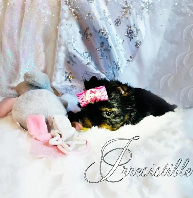 Extreme Baby Doll Yorkies, Extreme, Baby Doll Yorkie, Yorkie in Maryland, #1 Repeat Customers in USA