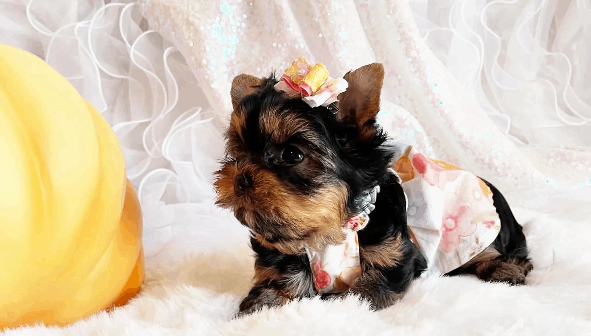 Extreme Baby Doll Yorkies, Baby Face Yorkie, Yorkie in Maryland, #1 Repeat Customers, Tiny Yorkie 