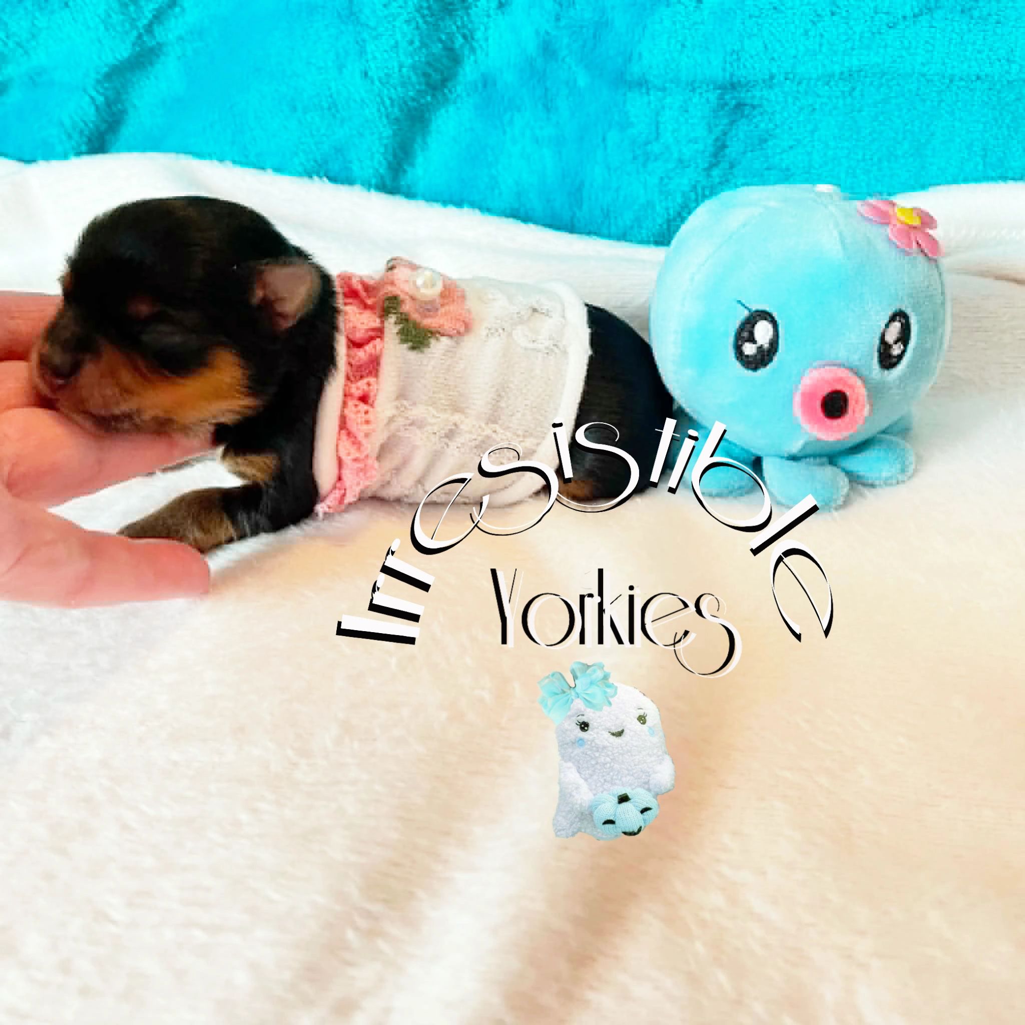 Extreme Baby Doll Yorkies, Extreme, Baby Doll Yorkie, Yorkie in Maryland, #1 Repeat Customers in USA